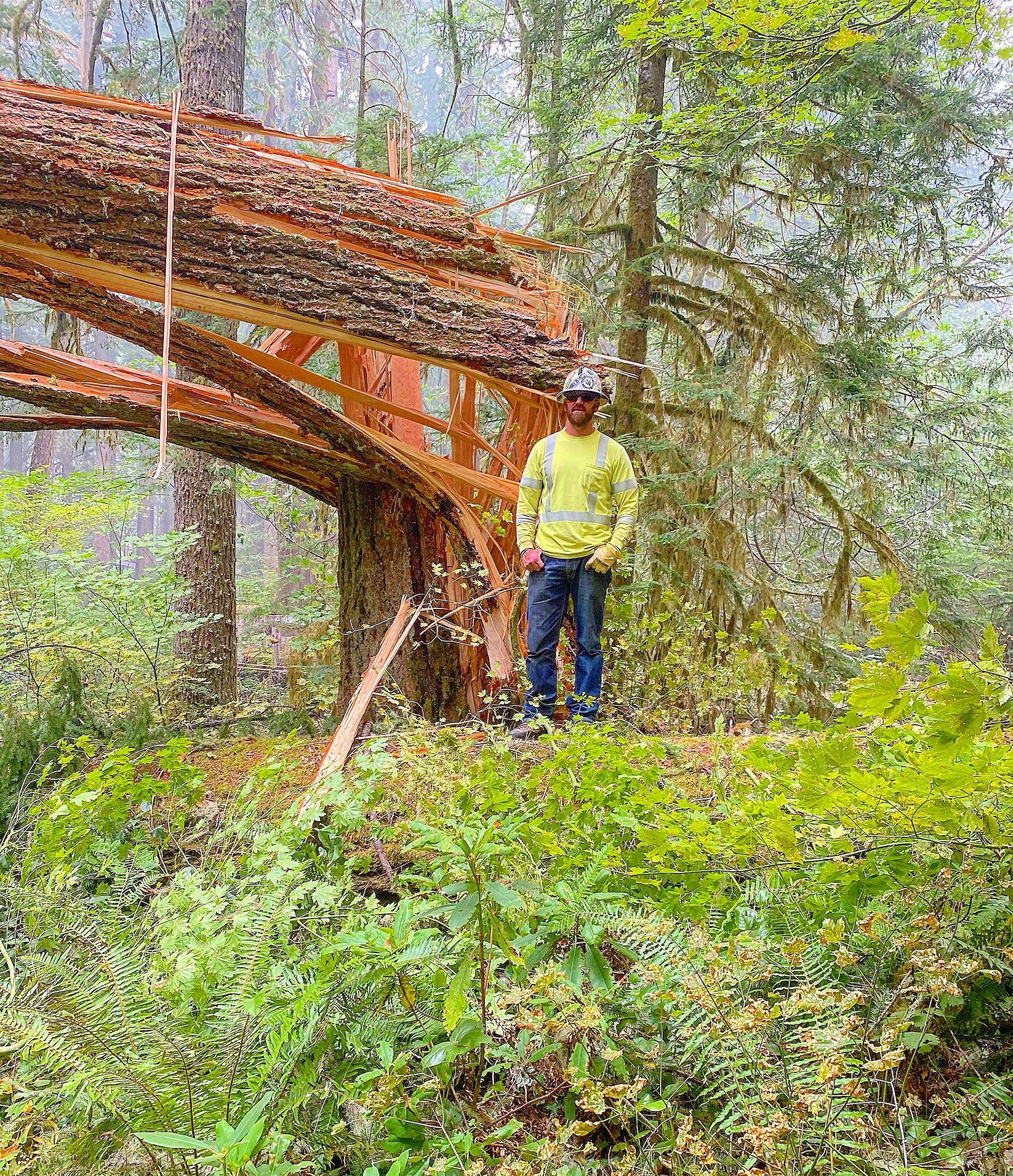 Jude Jolma wearing safety gear standing beside a large split tree in a dense forest after storm damage.