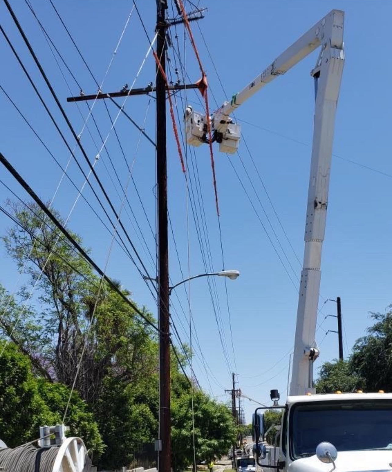 Jude Jolma wearing safety gear standing beside a large split tree in a dense forest after storm damage.